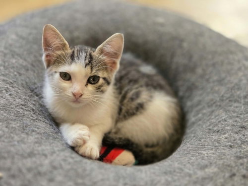 Reba, a cat for adoption from The Rescue Crew, Inc