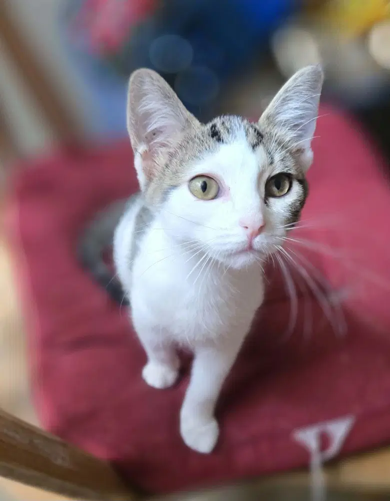 Dolly - Domestic Short Hair