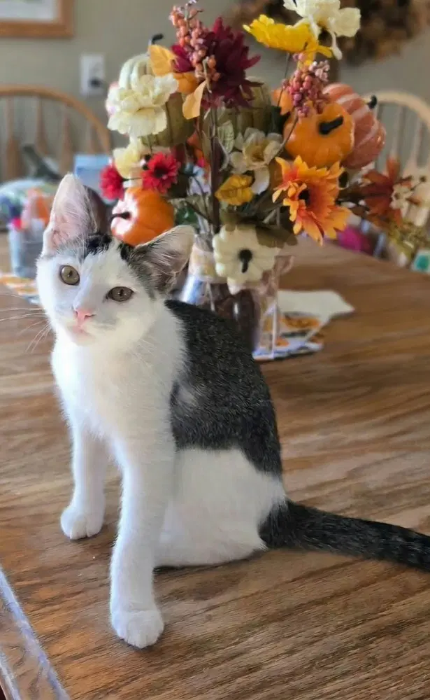 Dolly - Domestic Short Hair