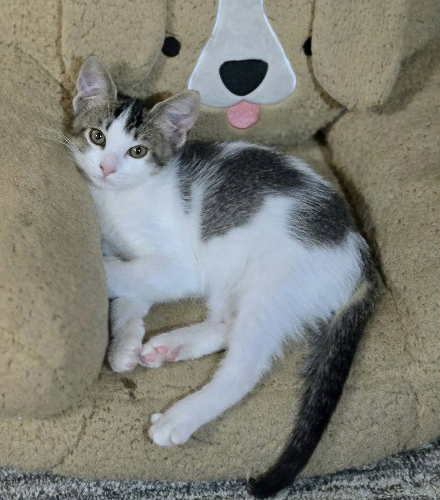 Patsy, Domestic Short Hair