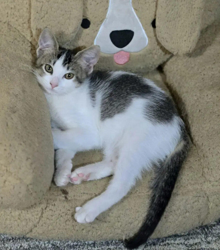 Patsy - Domestic Short Hair