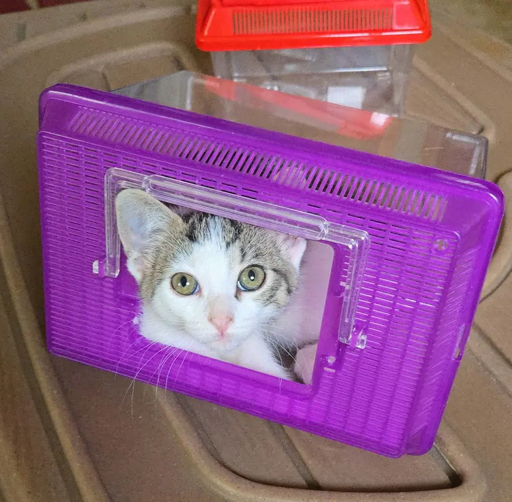 Patsy image 2