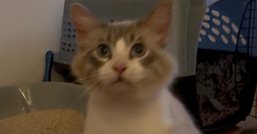 Snowball, Domestic Long Hair