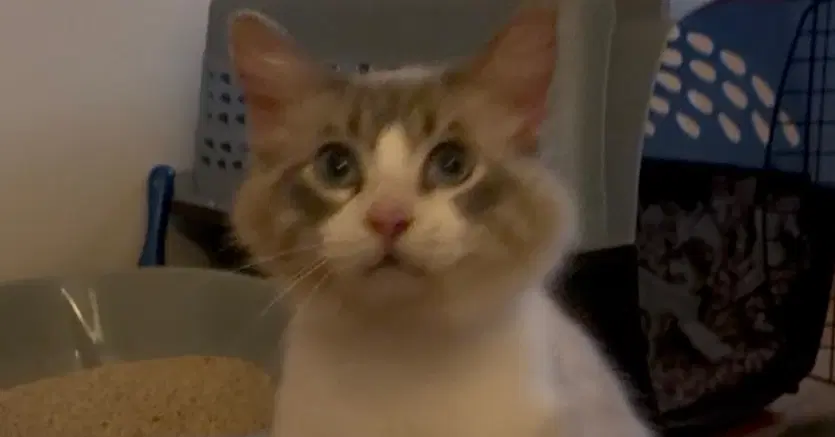 Snowball - Domestic Long Hair