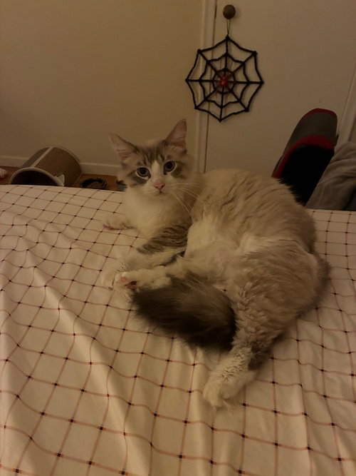 Photo 2 of Snowball