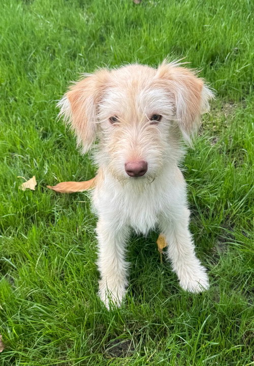 Sasha, a dog for adoption from The Rescue Crew, Inc