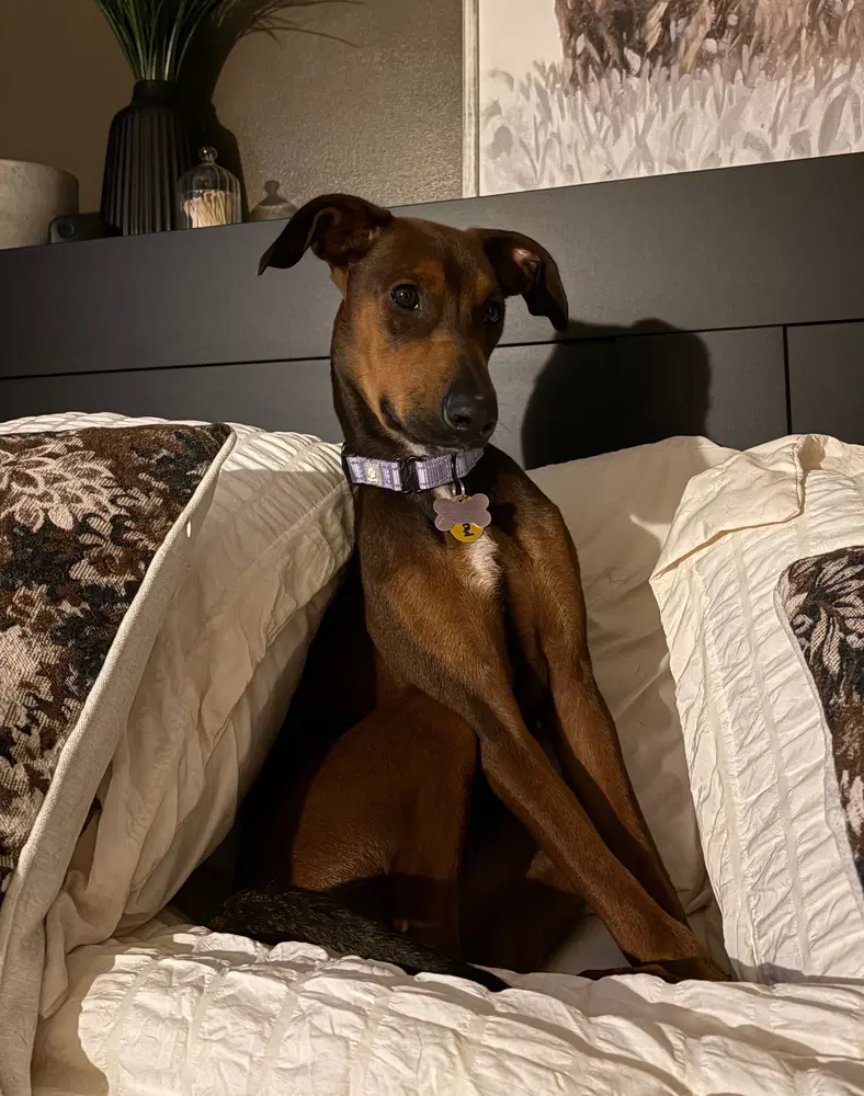 Monica - Doberman Pinscher