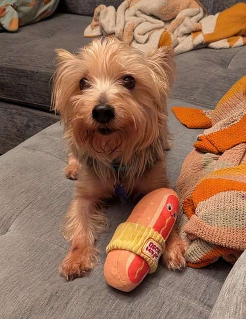 Joey, a dog for adoption from The Rescue Crew, Inc