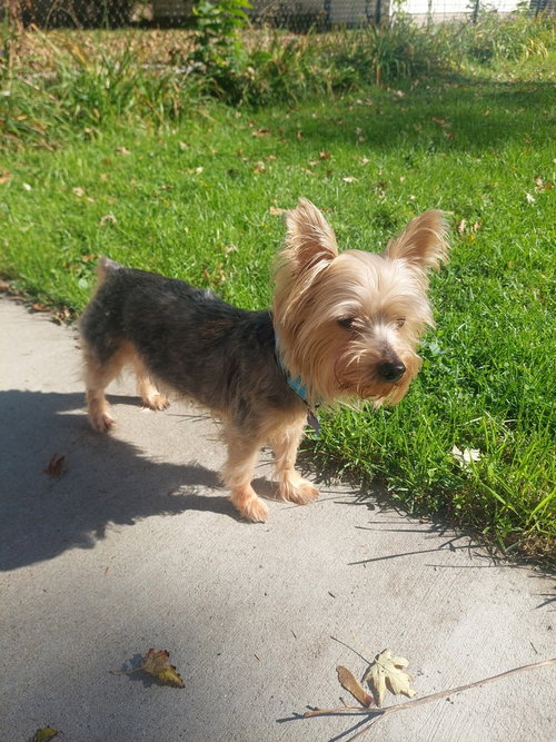 Photo 2 of Joey
