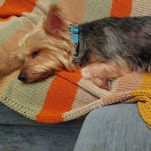 Photo 3 of Joey