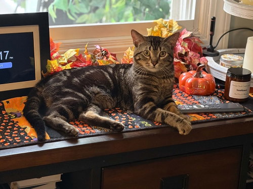 Mead, a cat for adoption from The Rescue Crew, Inc