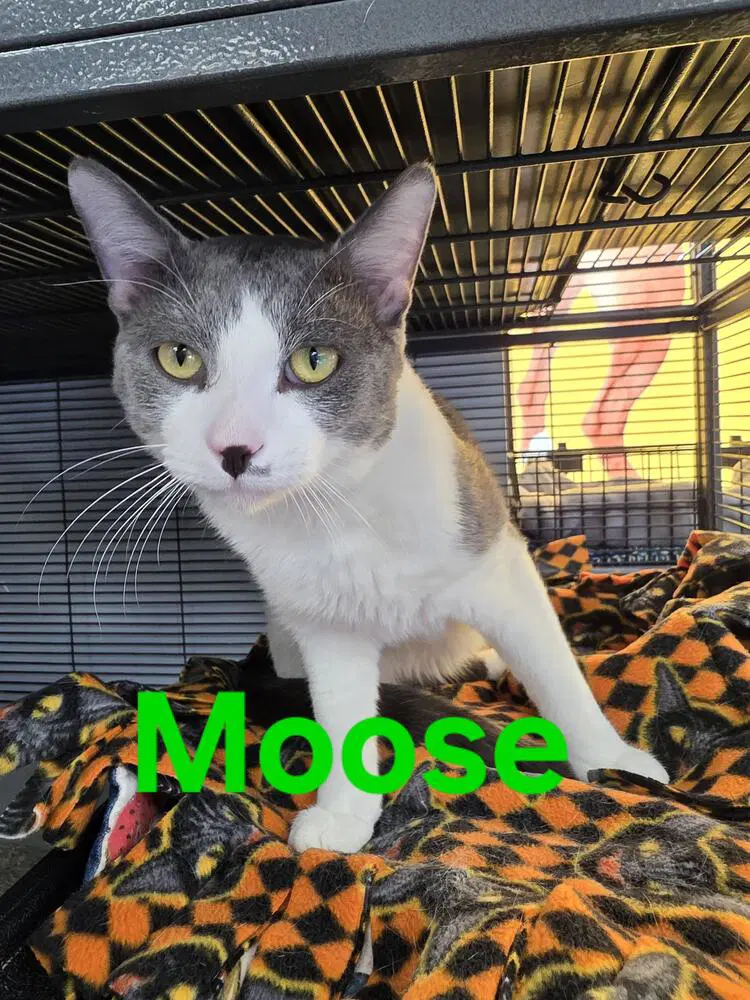 Moose - Domestic Short Hair