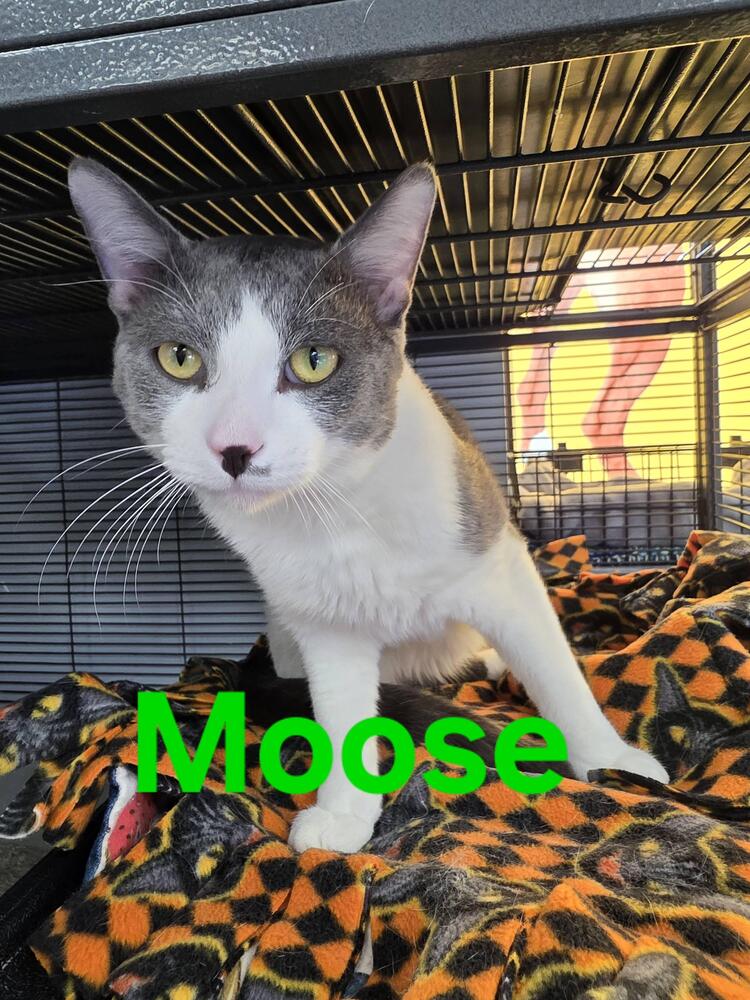 Moose