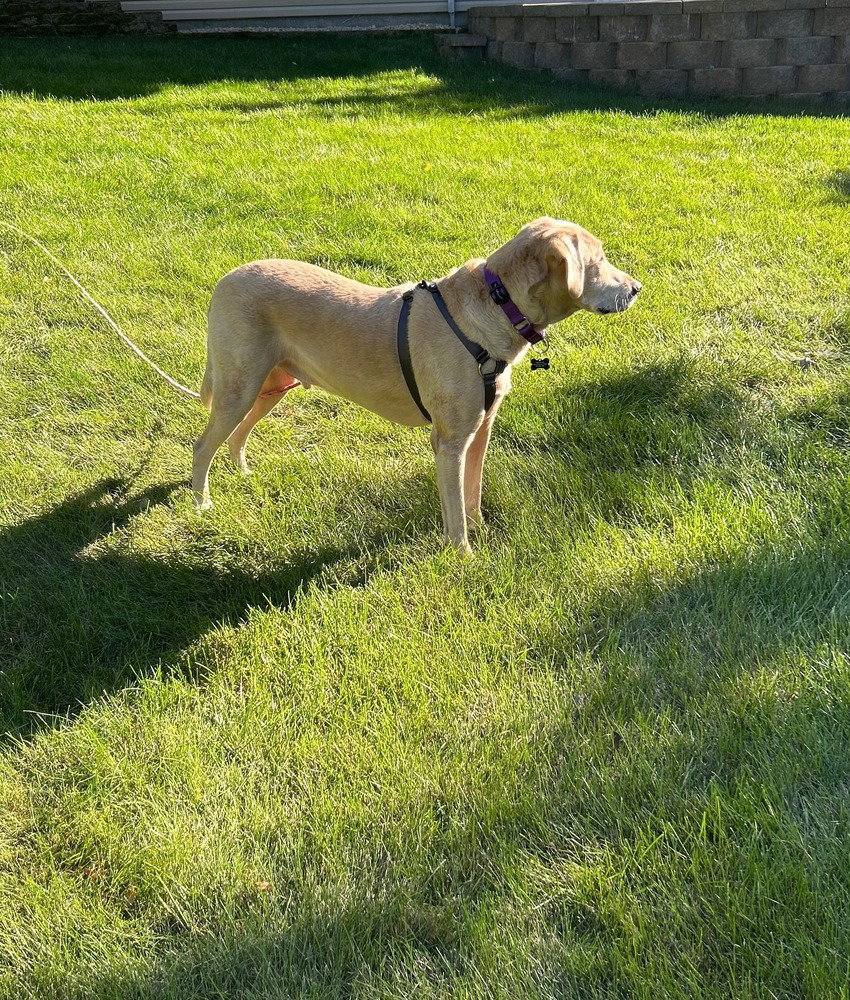 Tank Sinatra, photo 2