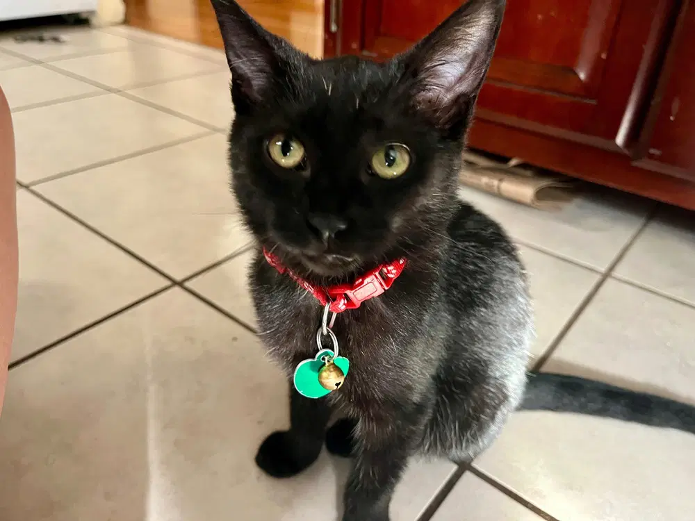 Mochi - Domestic Short Hair