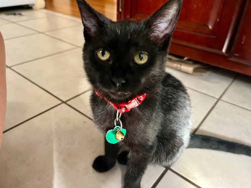 Mochi, a cat for adoption from The Rescue Crew, Inc
