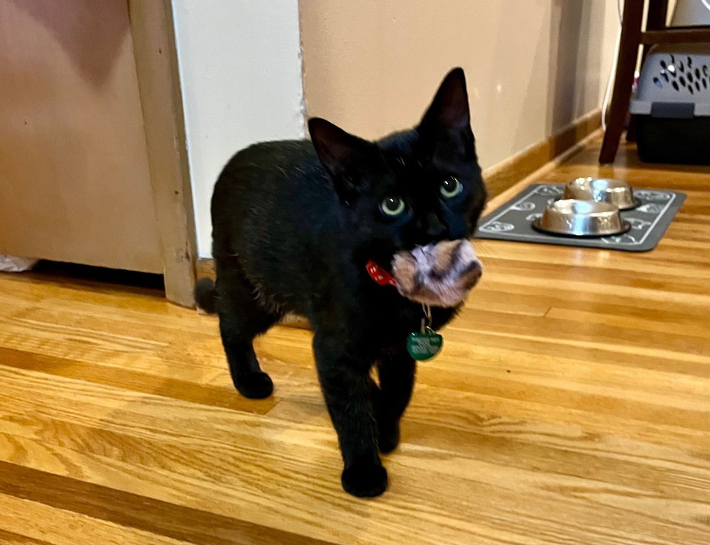 Mochi, photo 3