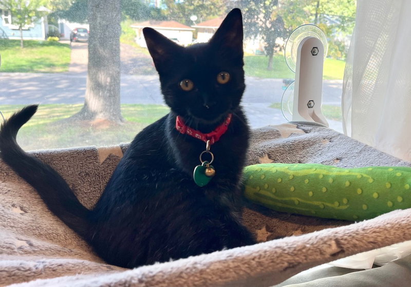 Mochi, photo 4