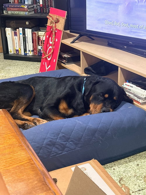 Walter Blackwell, a dog for adoption from The Rescue Crew, Inc