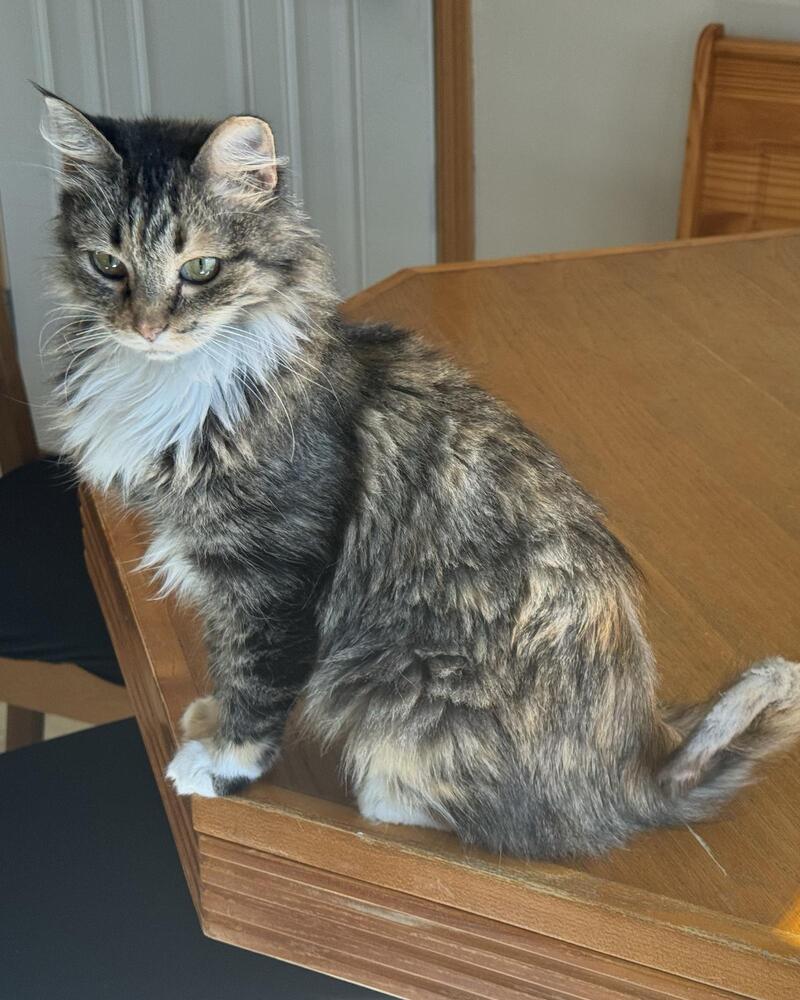 Rikki