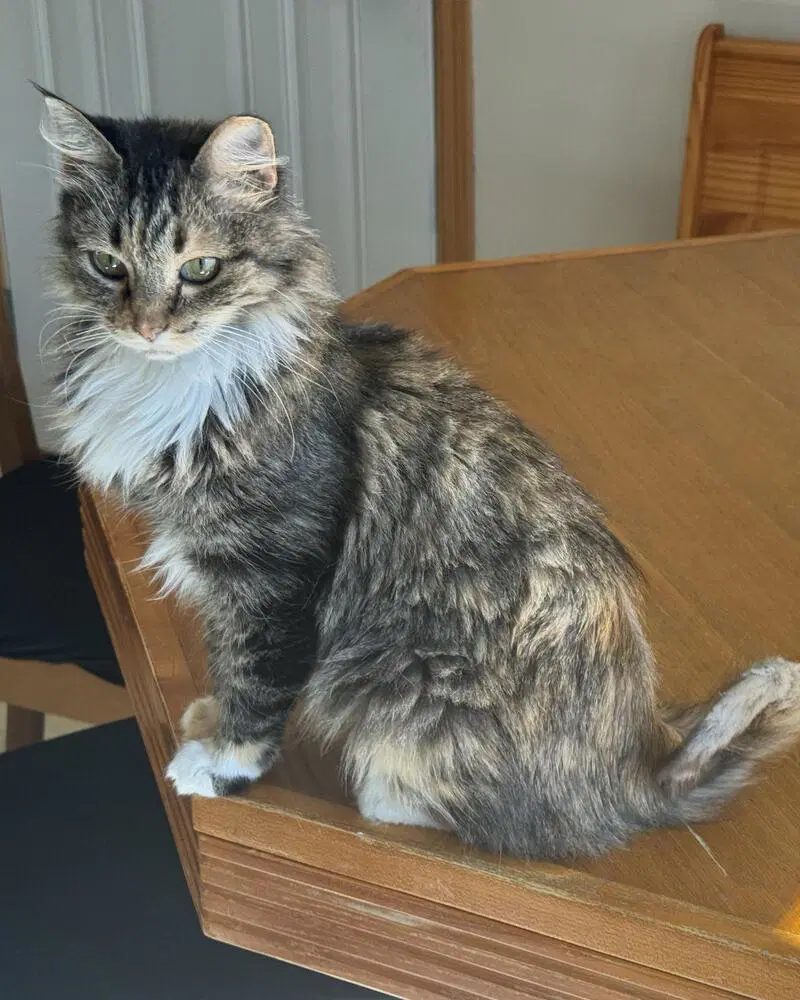 Rikki - Domestic Long Hair