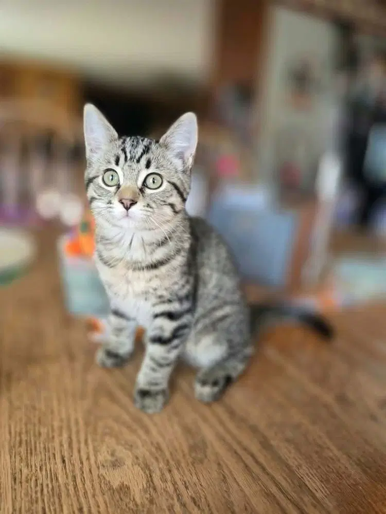Tomas - Domestic Short Hair