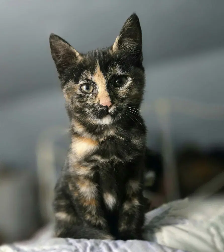 Svetlana - Domestic Short Hair