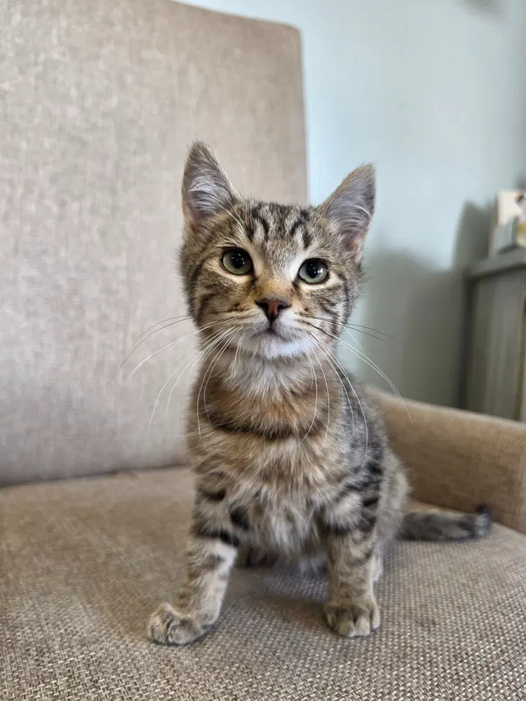 Endorphins - Domestic Short Hair