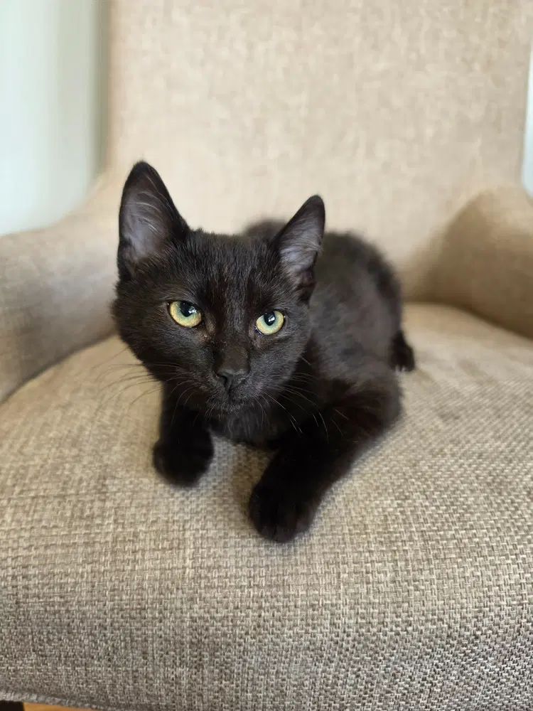 Dopamine - Domestic Short Hair