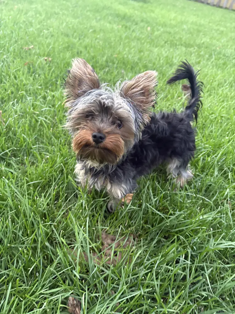 Zyggy - Yorkshire Terrier Yorkie