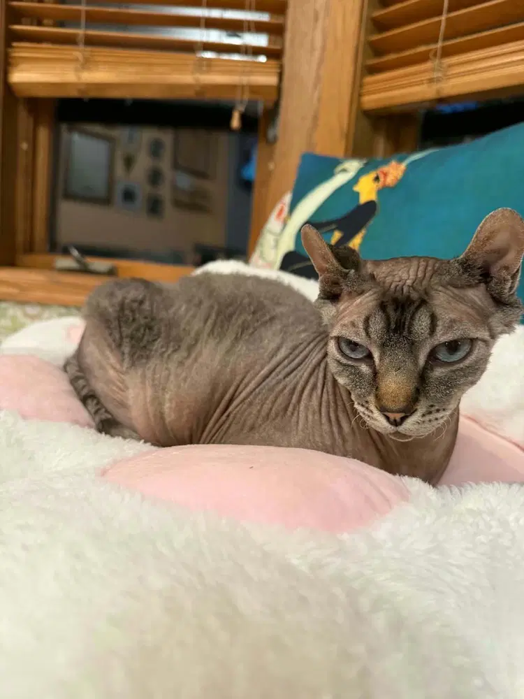 Minxy - Sphynx (hairless cat)