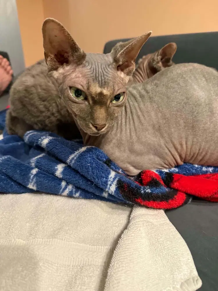 Mochi - Sphynx (hairless cat)