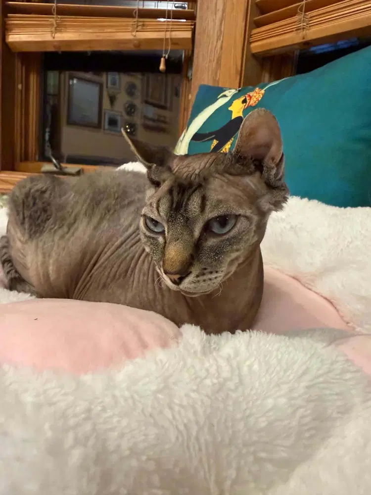 Mochi image 2