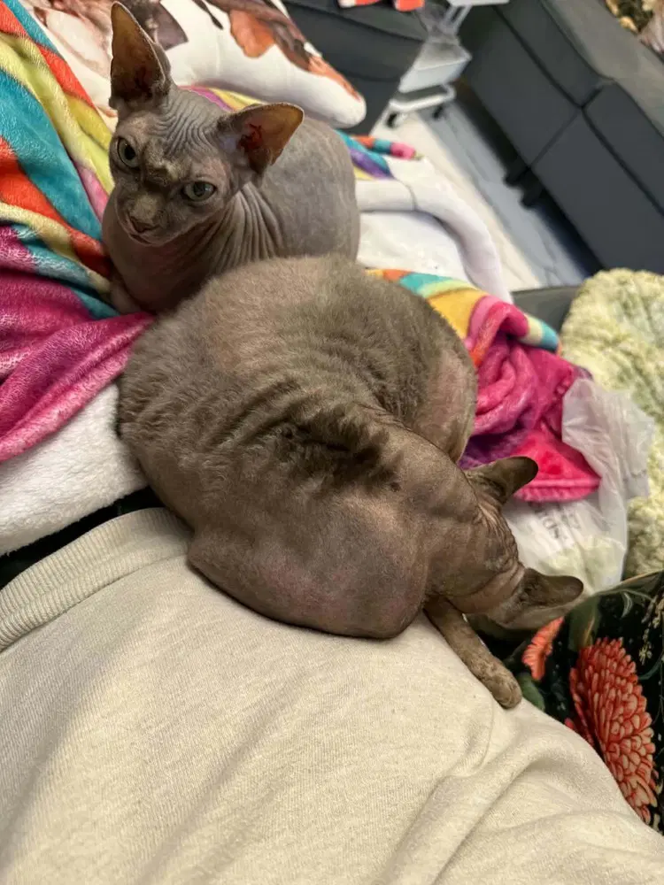Mochi image 3