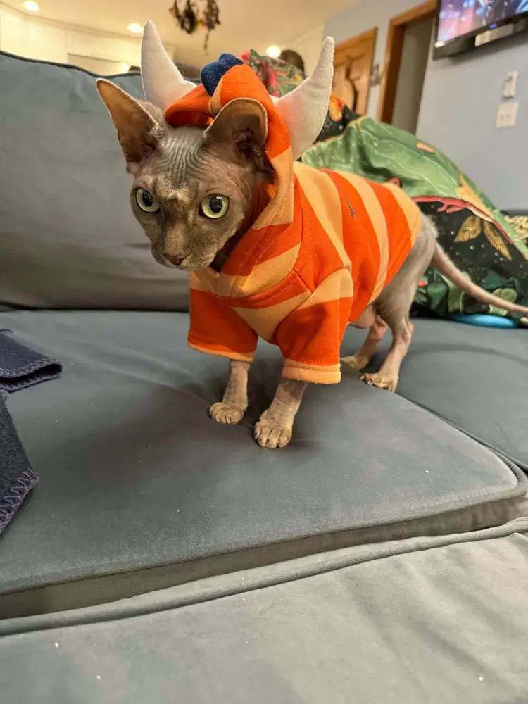 Mochi image 4