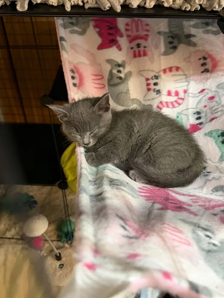 Adeline - Domestic Short Hair