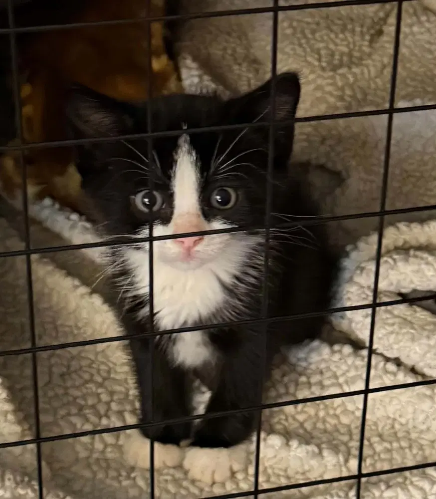 Eloise - Domestic Short Hair