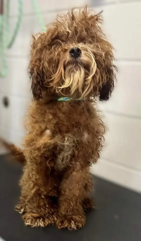Bram - Poodle (Standard)
