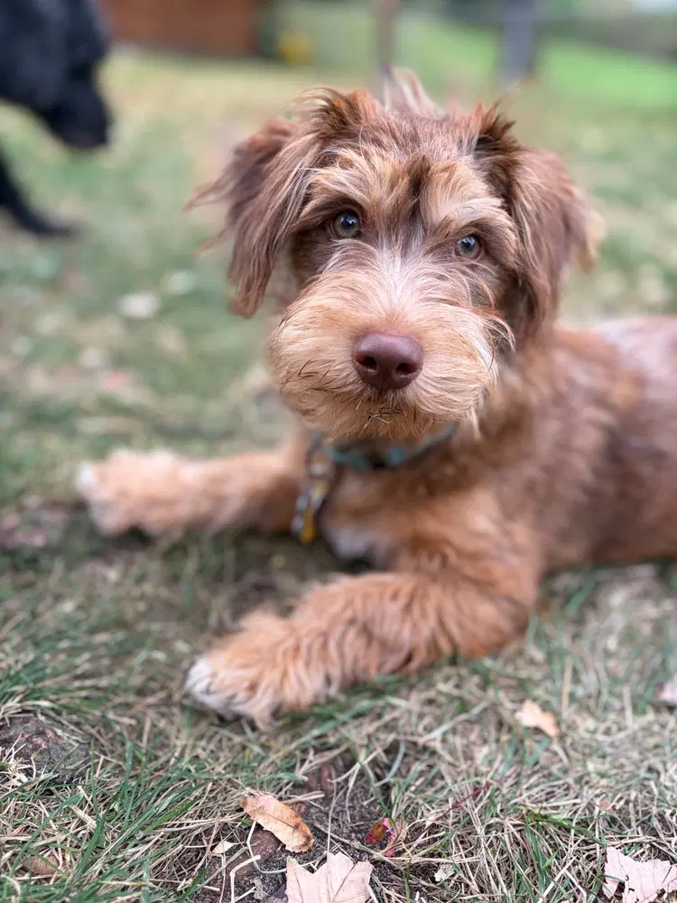 Simba - Terrier