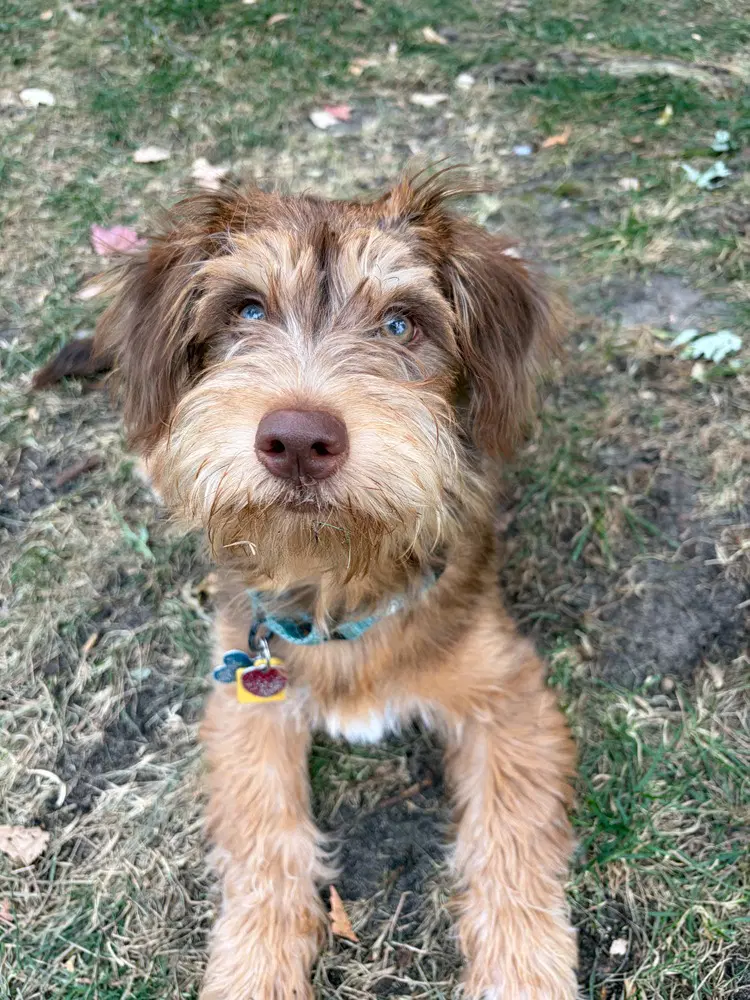 Simba image 2