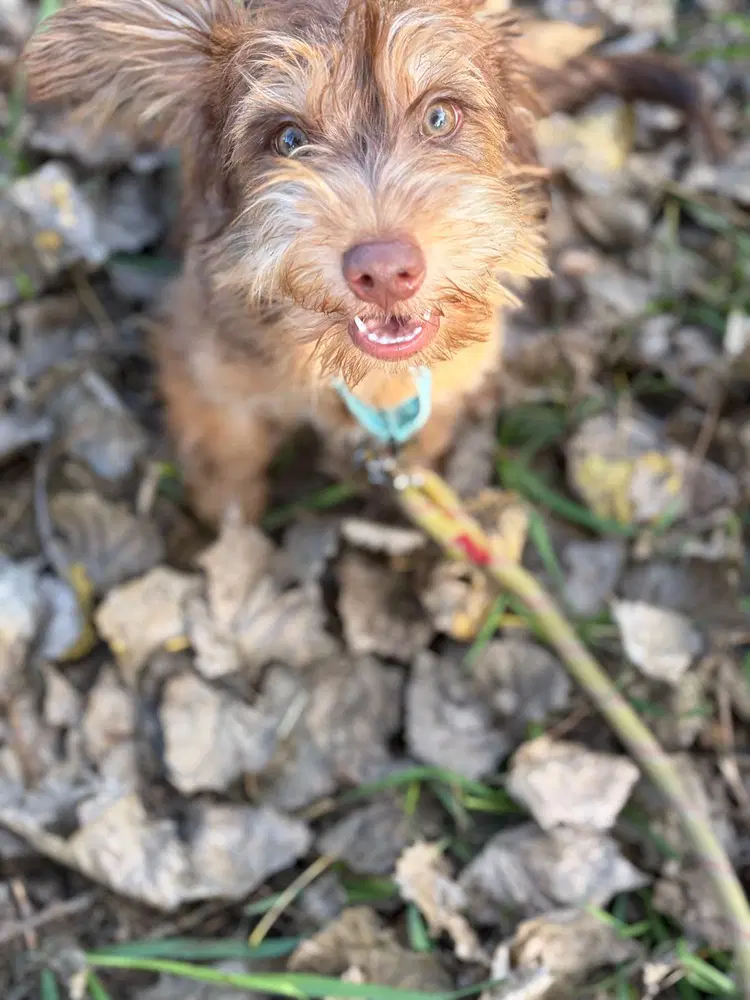 Simba image 3