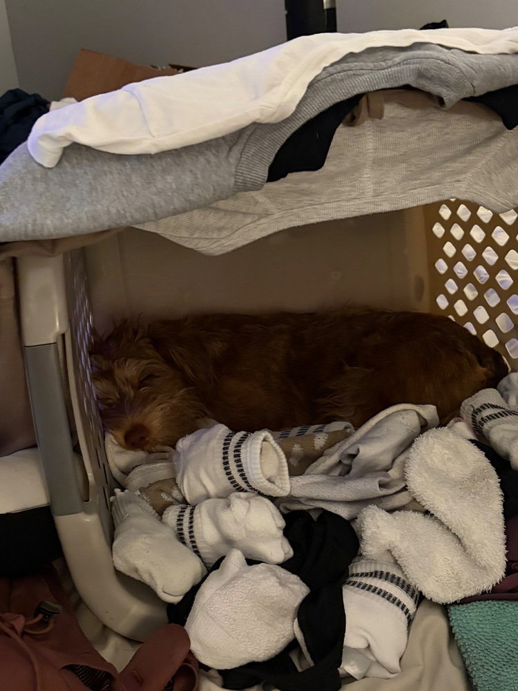 Simba