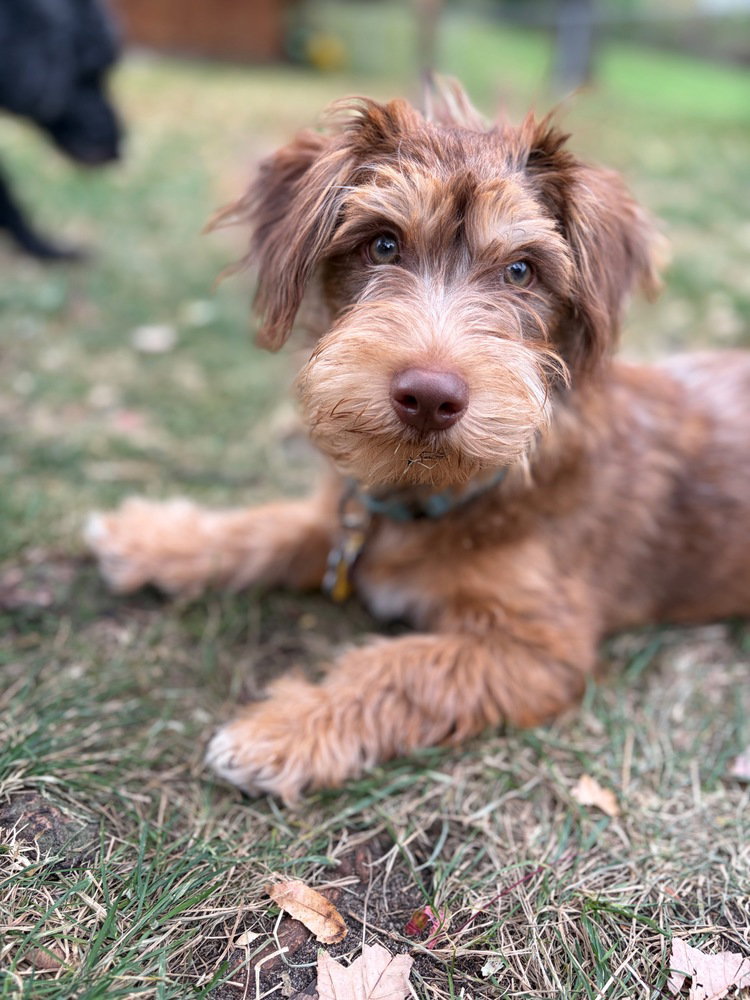 Simba, photo 2