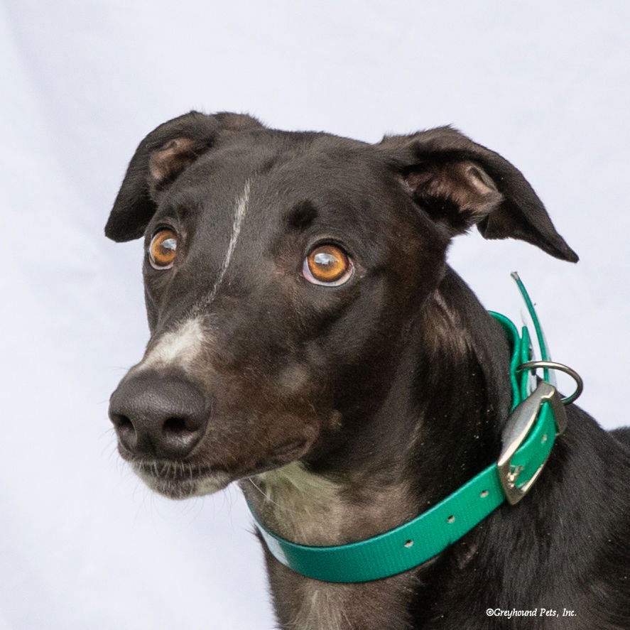 adoptable Dog in Woodinville, WA named Baxter