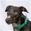 adoptable Dog in woodinville, WA named Baxter