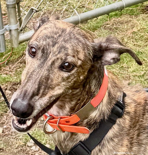 LILLY - Greyhound available for adoption