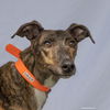 adoptable Dog in Woodinville, WA named Lilly