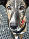 Annie - Photo 2