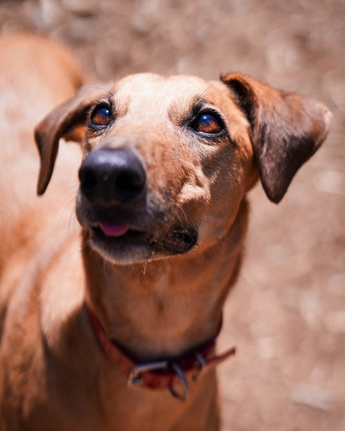 Jonathan, an adoptable Greyhound in Woodinville, WA