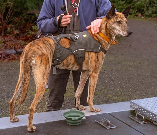 REY - Greyhound available for adoption